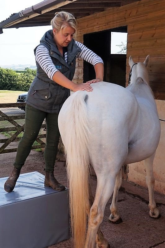 animal chiropractic 8 Equine Chiropractor working in Torbay